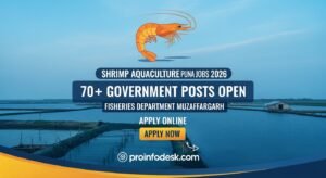 Shrimp Aquaculture Punjab Jobs 2026 Muzaffargarh Fisheries Department